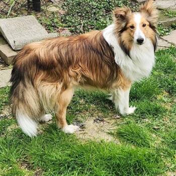 Shetland Sheepdog Sheltie Dogs Available for Adoption in Toronto, Ontario - Jimmy - ADOPTION PENDING | PetCurious