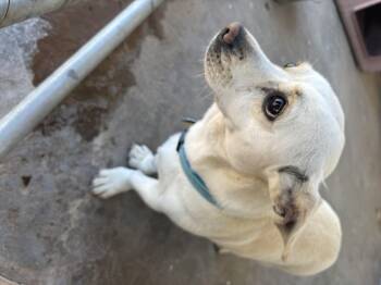 Corgi Dogs Available for Adoption - Penny | PetCurious