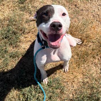 Ace -  Pit Bull Terrier and Mixed Breed Dog for Adoption in Springfield, Missouri - Ace | PetCurious