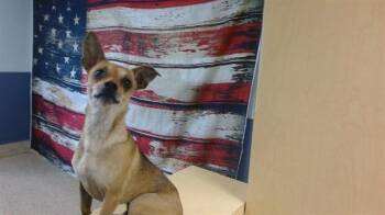 Chihuahua Dogs Available for Adoption in Doral, Florida - ETHAN | PetCurious