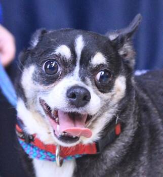 Bandit -  Chihuahua Dog for Adoption - Bandit | PetCurious