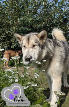 Rescue Alaskan Malamute Dogs for Adoption in Kenai, Alaska - Calypso | PetCurious