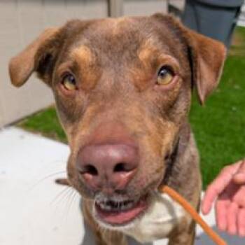 Jinx -  Labrador Retriever and Mixed Breed Dog for Adoption in Fairfax, Virginia - Jinx | PetCurious