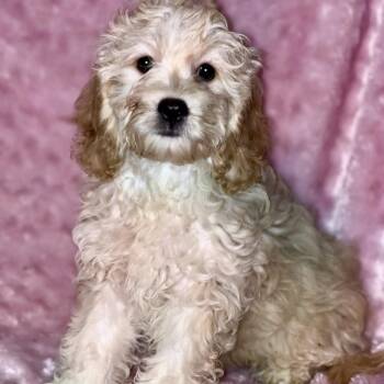 Cockapoo Dogs Available for Adoption - Furby  | PetCurious
