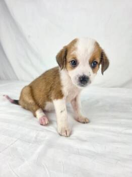 Piglet the tiny mixed breed puppy -  Spaniel and Beagle Dog for Adoption in Muskego, Wisconsin - Piglet The Tiny Mixed Breed Puppy | PetCurious