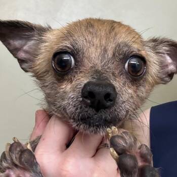 Chihuahua Dogs Available for Adoption in Hudson, Illinois - Carter | PetCurious