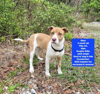 Pit Bull Terrier Dogs Available for Adoption - Blaze | PetCurious