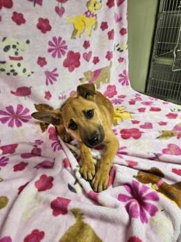 Mixed Breed Dogs Available for Adoption - Jenny | PetCurious