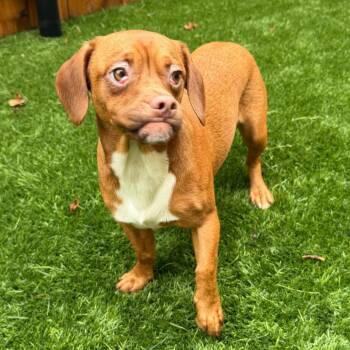Tawny -  Mixed Breed Dog for Adoption in Naperville, Illinois - Tawny | PetCurious