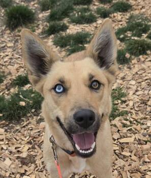 Sierra -  German Shepherd Dog and Siberian Husky Dog for Adoption in Salem, Oregon - Sierra | PetCurious