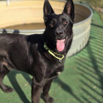 Midnight -  German Shepherd Dog Dog for Adoption in Mansfield, Texas - Midnight | PetCurious