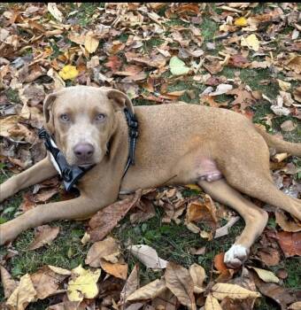 Rescue Pit Bull Terrier and Labrador Retriever Dogs for Adoption in Philadelphia, Pennsylvania - William | PetCurious