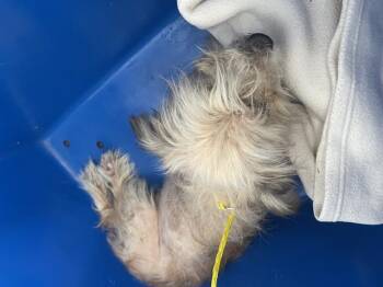 MILLIE -  Mixed Breed Dog for Adoption in Dallas, Texas - MILLIE | PetCurious