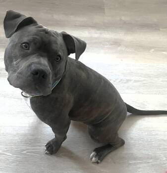 Onyx -  Pit Bull Terrier Dog for Adoption in Framingham, Massachusetts - Onyx | PetCurious