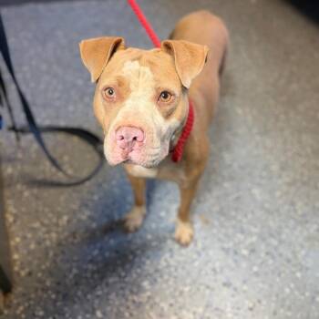 TUSC-Stray-85387 -  Pit Bull Terrier Dog for Adoption in Tuscaloosa, Alabama - TUSC-Stray-85387 | PetCurious