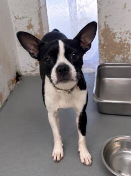 Lilah -  Boston Terrier Dog for Adoption in Blue Springs, Missouri - Lilah | PetCurious