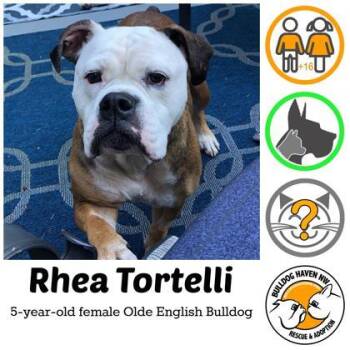 RHEA TORTELLI -  English Bulldog Dog for Adoption in Bonney Lake, Washington - RHEA TORTELLI | PetCurious