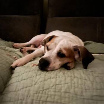 Beagle Dogs Available for Adoption - Fox | PetCurious