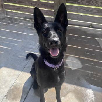 Foxy -  German Shepherd Dog Dog for Adoption in Freeport, Florida - Foxy | PetCurious