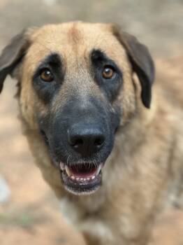Rescue Anatolian Shepherd Dogs for Adoption in Greenville, South Carolina - Hattie - PLEASE READ ALL INFORMATION | PetCurious