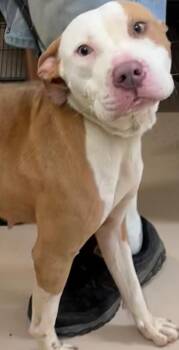 SUNSHINE -  Pit Bull Terrier Dog for Adoption in Elizabethton, Tennessee - SUNSHINE | PetCurious