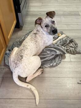 Gamora -  Mixed Breed Dog Available for Adoption - Gamora | PetCurious