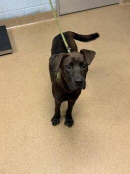 Choreography -  Mixed Breed Dog for Adoption in Chamblee, Georgia - Choreography | PetCurious