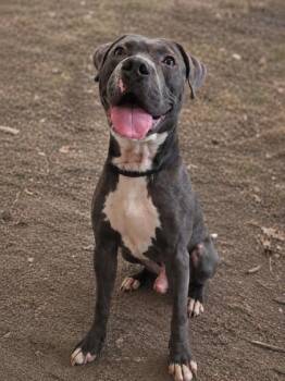 Cheech -  Pit Bull Terrier and Mixed Breed Dog Available for Adoption in Gwinn, Michigan - Cheech | PetCurious