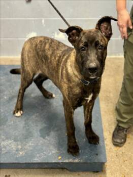 Rescue Dutch Shepherd Dogs for Adoption in Woodland, California - *BALSAM | PetCurious
