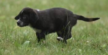 Willy -  Shepherd and Retriever Dog for Adoption in Mechanicsburg, Pennsylvania - Willy | PetCurious