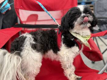 Biggie -  Shih Tzu Dog for Adoption - Biggie | PetCurious