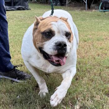 Rescue English Bulldog Dogs for Adoption in Columbia, South Carolina - Tank | PetCurious