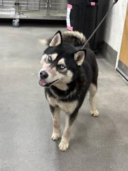 Siberian Husky Dogs Available for Adoption - PAPER CLIP | PetCurious