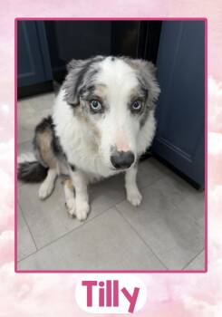 Tilly -  Border Collie Dog for Adoption in Fort Wayne, Indiana - Tilly | PetCurious
