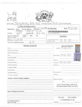 Mixed Breed Dogs Available for Adoption - Jellybelly | PetCurious