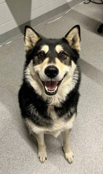 Mixed Breed Dogs Available for Adoption in Moundsville, West Virginia - Dash | PetCurious
