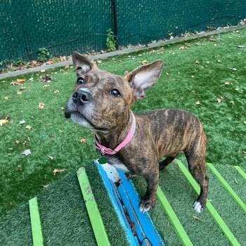 Rescue Pit Bull Terrier Dogs for Adoption in Greenbelt, Maryland - Bugs | PetCurious