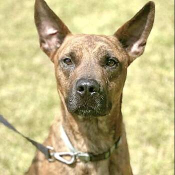 Rescue Mountain Cur Dogs for Adoption in Longview, Texas - Hector | PetCurious