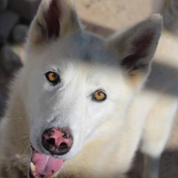Rescue Husky Dogs for Adoption in Yucca Valley, California - Katinka | PetCurious