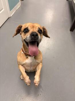 Pug and Beagle Dogs Available for Adoption in Brewster, New York - Roxy The Radiant | PetCurious