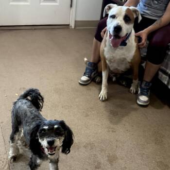 Pit Bull Terrier Dogs Available for Adoption in Cedaredge, Colorado - Lucky Lok | PetCurious