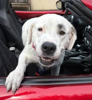 Zoey -  Great Pyrenees and Dogo Argentino Dog for Adoption in Palm Coast, Florida - Zoey | PetCurious