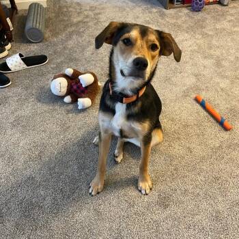 Rescue Australian Shepherd and Treeing Walker Coonhound Dogs for Adoption in Vine Grove, Kentucky - Mocha | PetCurious