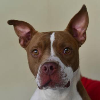Mango -  Pit Bull Terrier and Boxer Dog for Adoption in Ottawa, Kansas - Mango | PetCurious