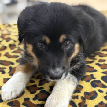 Shepherd Dogs Available for Adoption - Chocolate Truffle | PetCurious