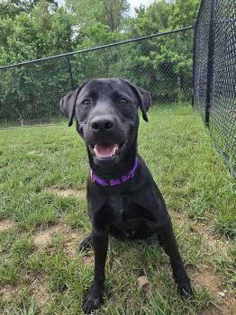 Black Labrador Retriever Dogs Available for Adoption in Shepherdsville, Kentucky - Lima Bean | PetCurious