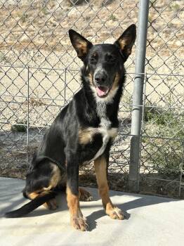 61369050 -  Shepherd Dog for Adoption in Elko, Nevada - 61369050 | PetCurious