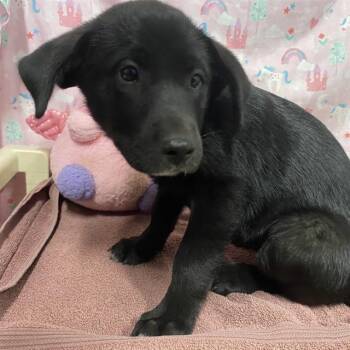 A613940 -  Border Collie and Mixed Breed Dog for Adoption in Modesto, California - A613940 | PetCurious
