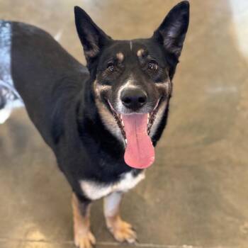Mixed Breed and German Shepherd Dog Dogs Available for Adoption - Coco | PetCurious