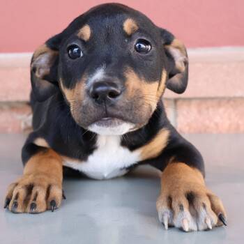 Shepherd Dogs Available for Adoption - Xbox | PetCurious